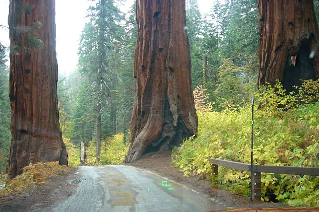 Sequoia